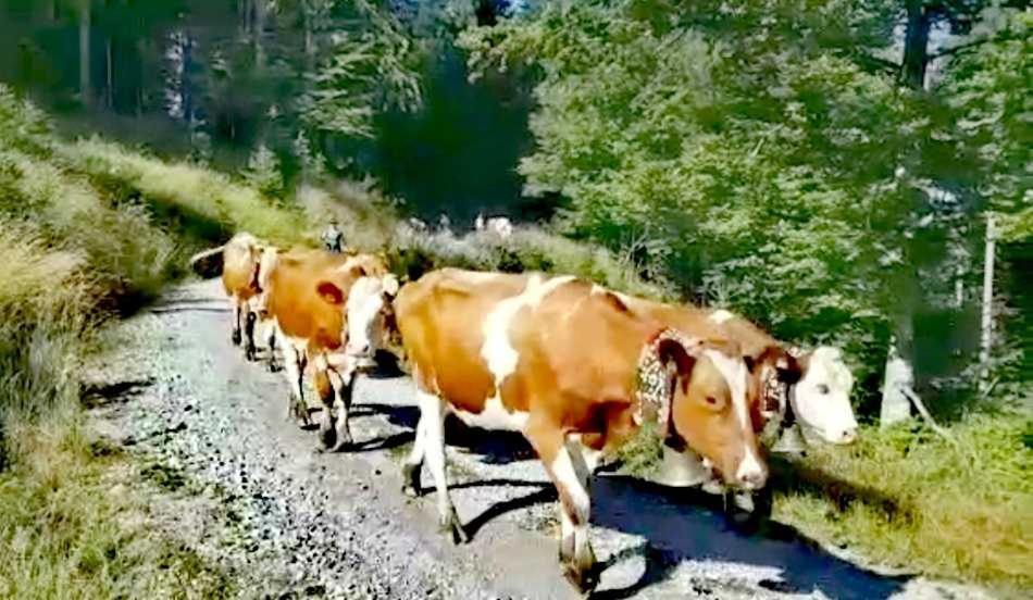 Weindlhof Βίλα Waidring Εξωτερικό φωτογραφία